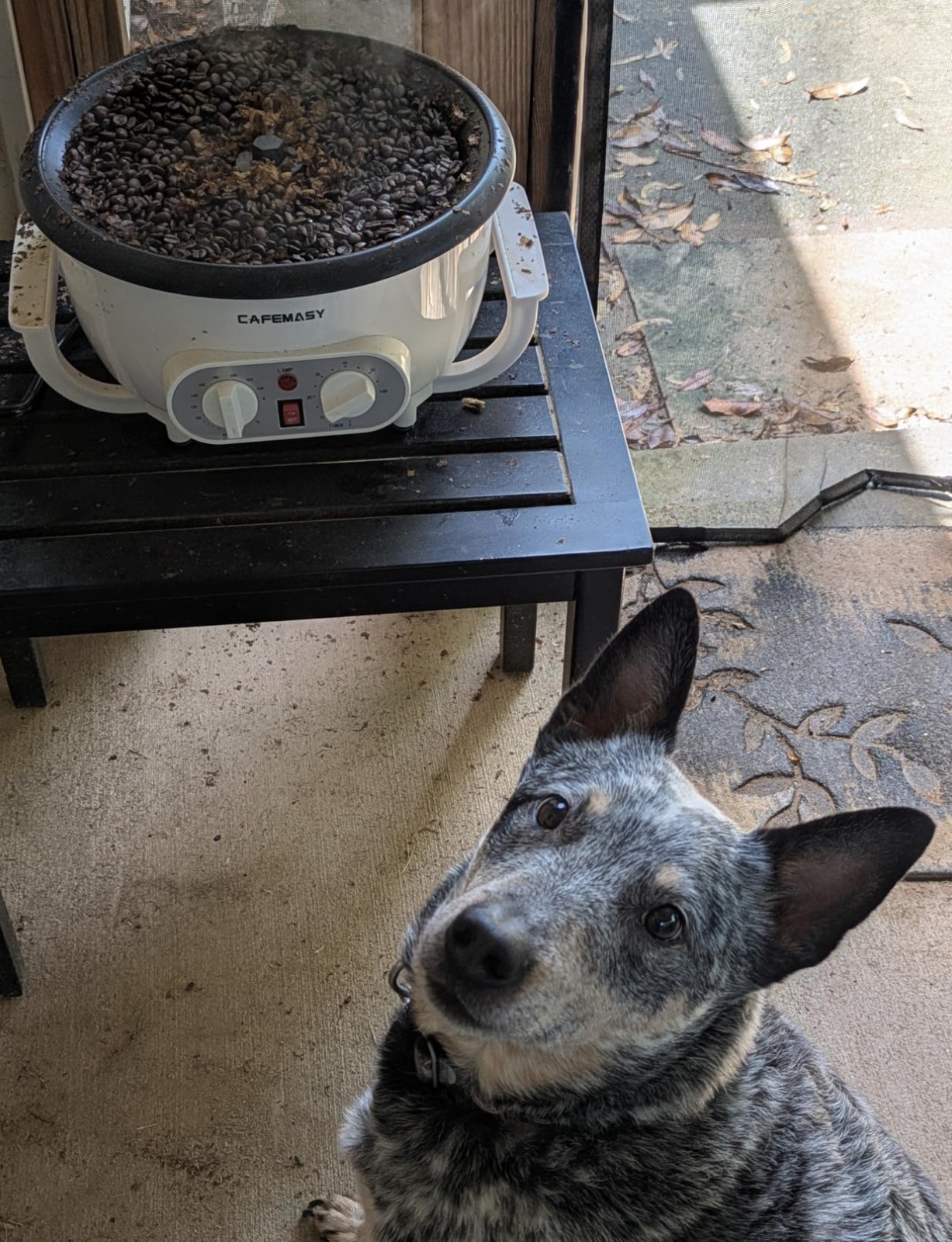 Professional Coffee Roaster with Adjustable Temp, 110V^