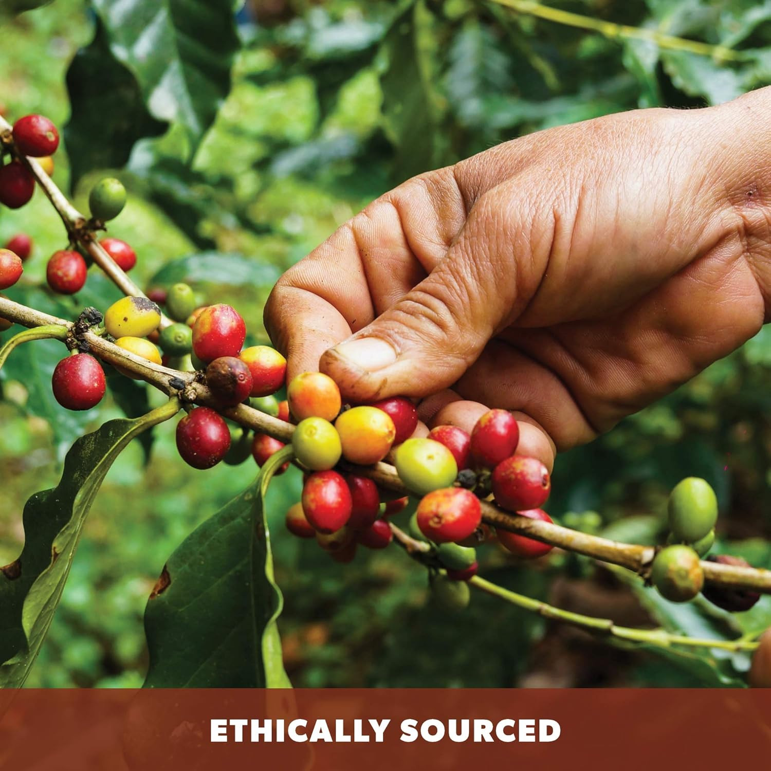 Low Acid Organic Coffee – Whole Bean, Mold-Free & Stomach Friendly by , Coconut